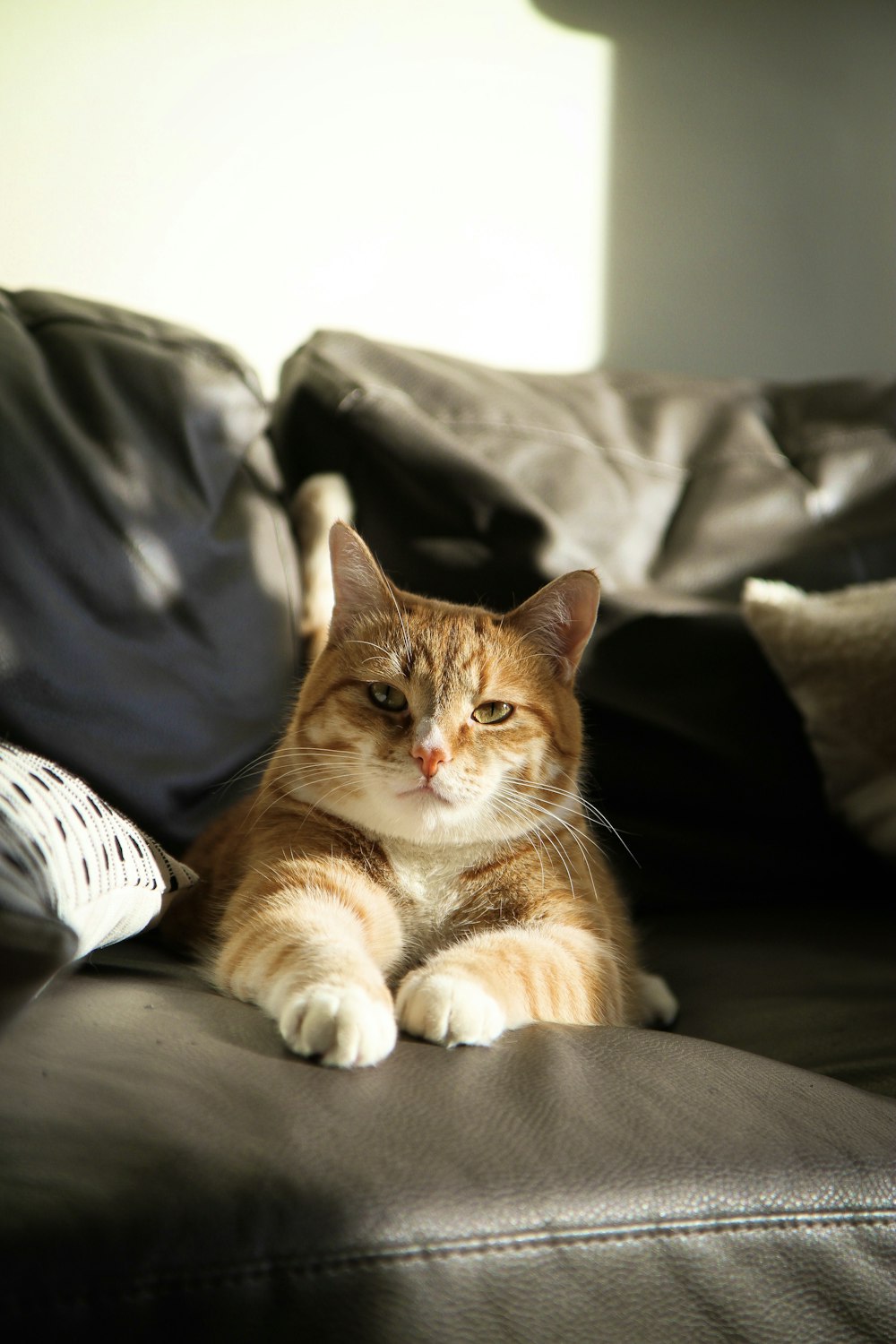 a cat lying on a couch