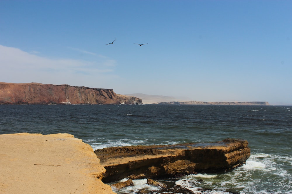 birds flying over a beach