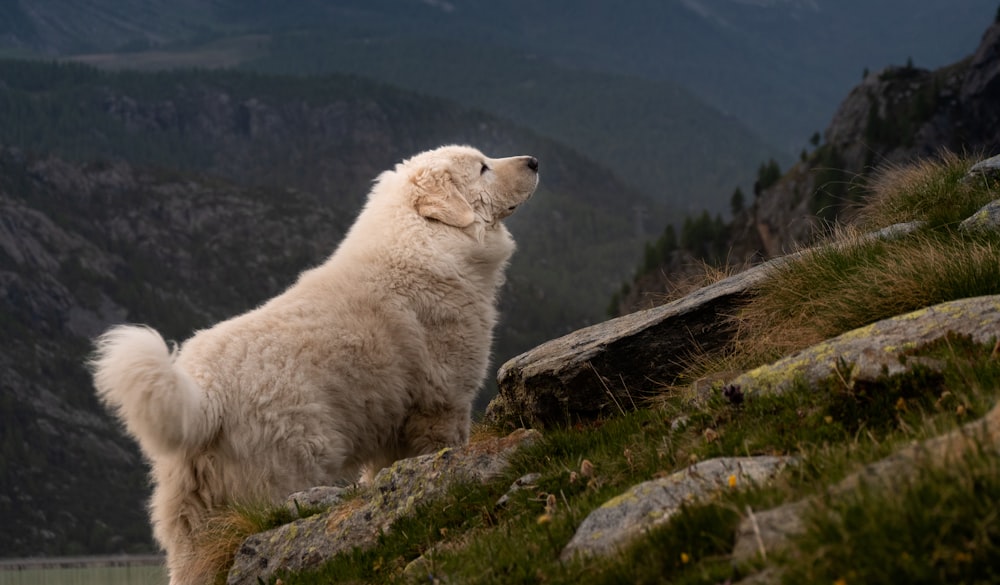 a dog standing on a cliff