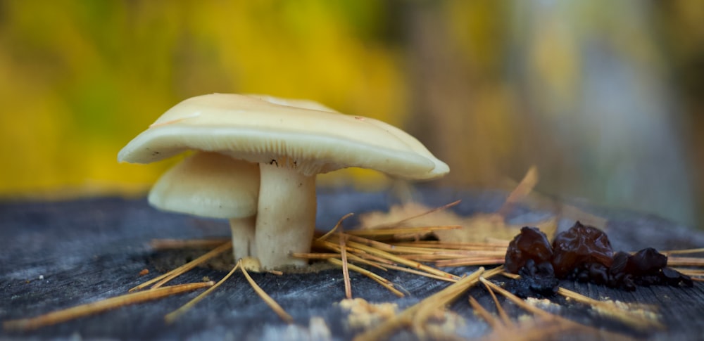 a white mushroom growing out of the ground