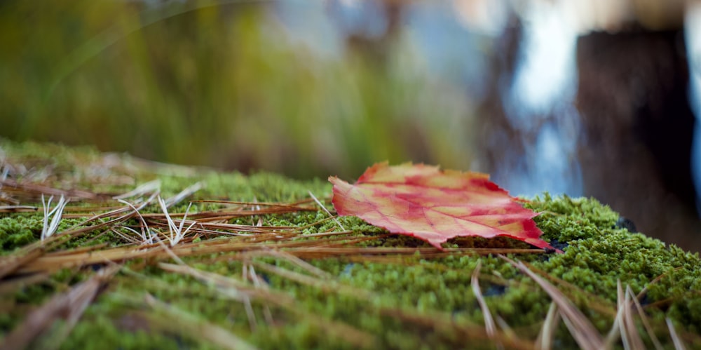 a red leaf on the ground