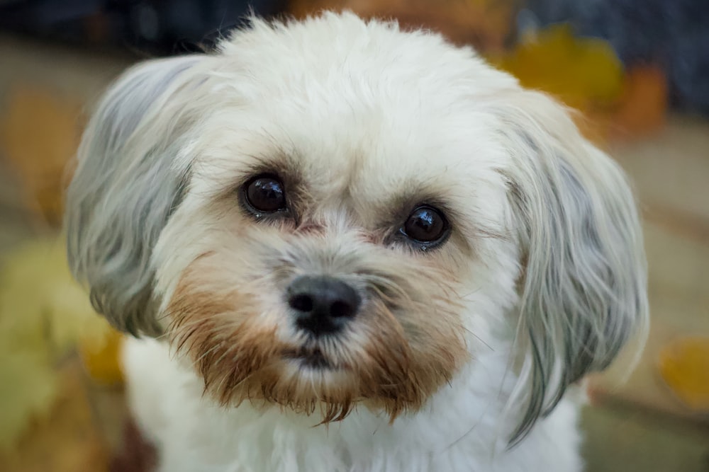 a small white dog