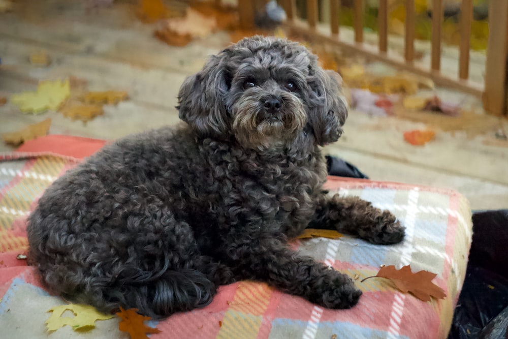 a dog lying on a blanket