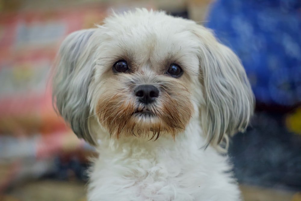 a small white dog