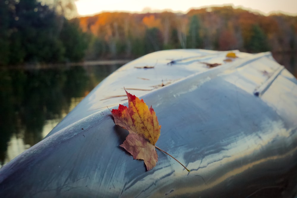 a leaf on a blue tarp