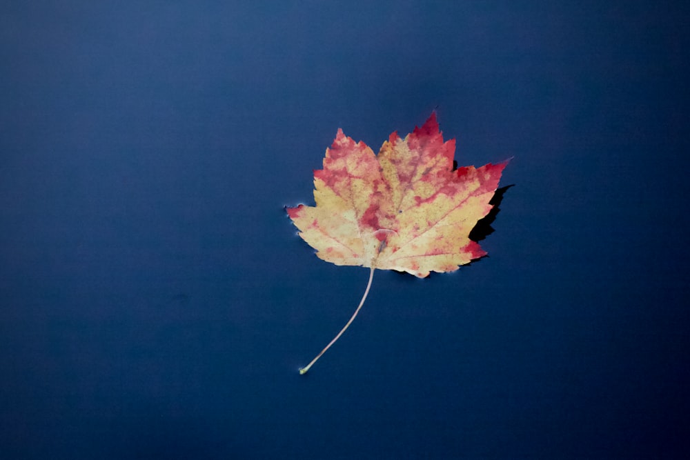 a red leaf floating in the water