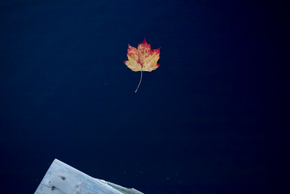 a red flower in the sky