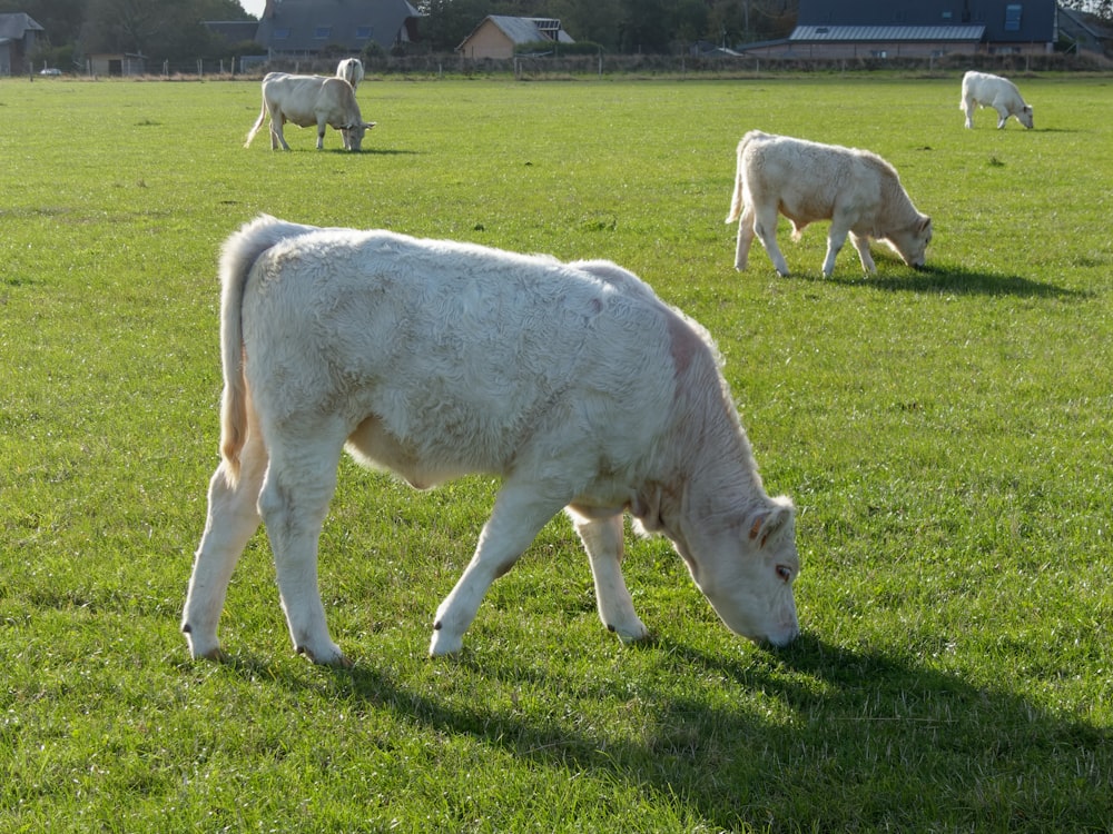 a group of cows grazing in a field