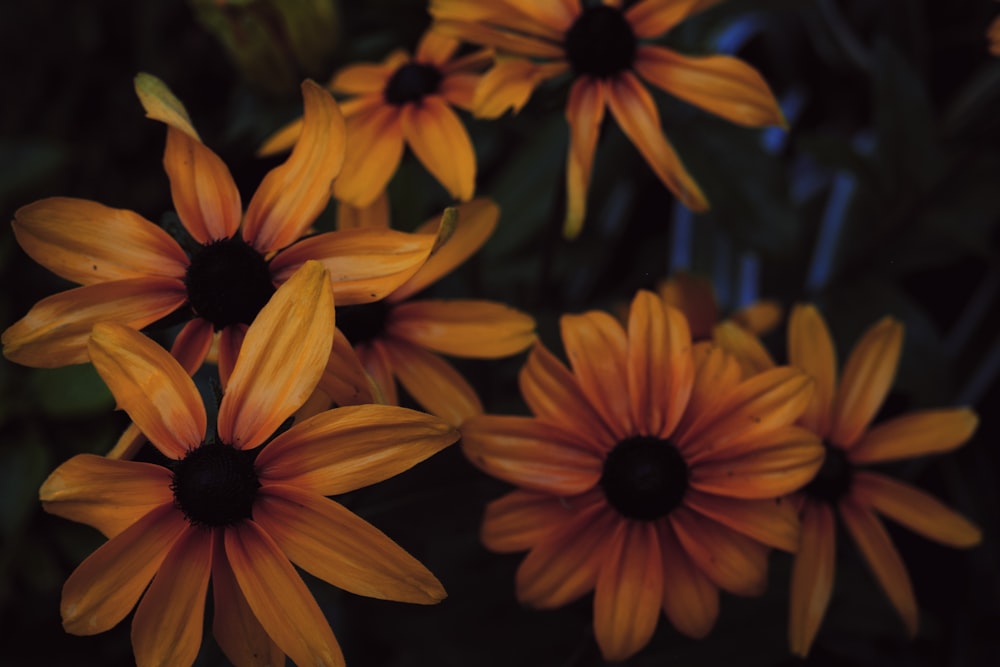 a group of yellow flowers