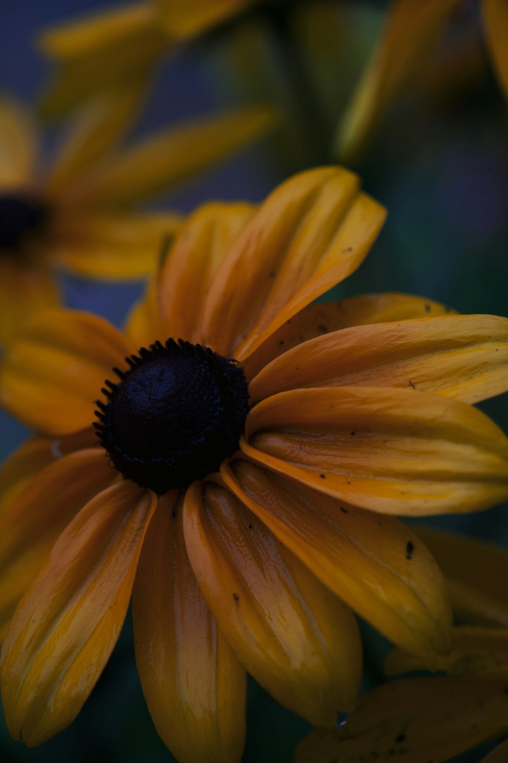 a close up of a yellow flower