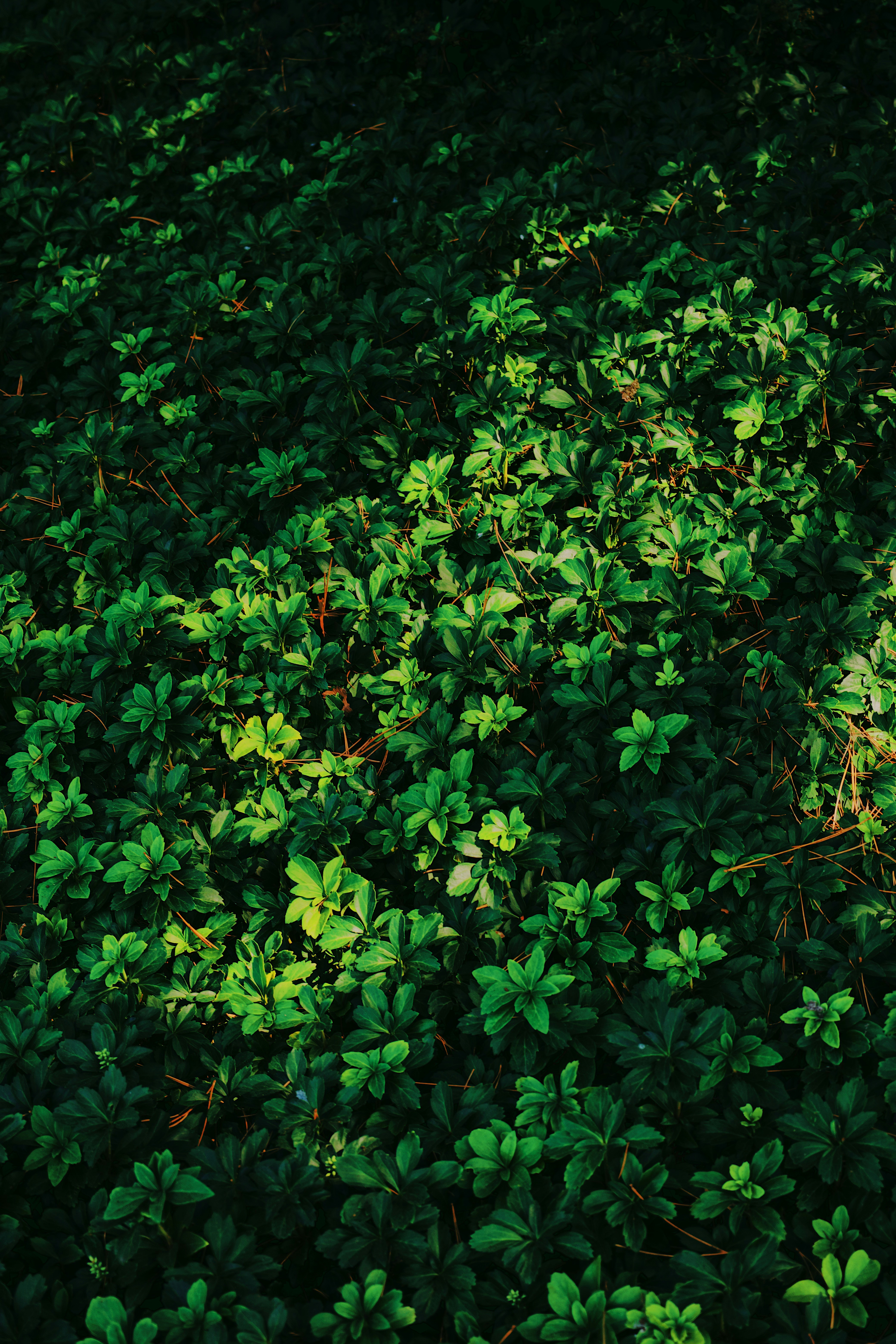 Photo by landonstefanski