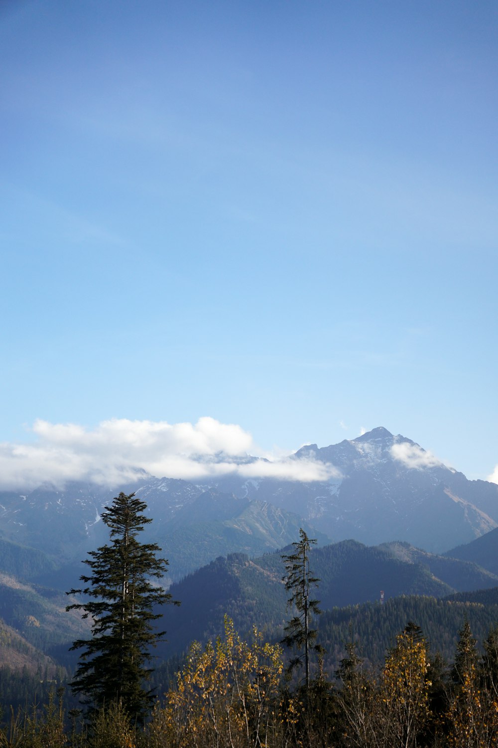 a mountain range with trees