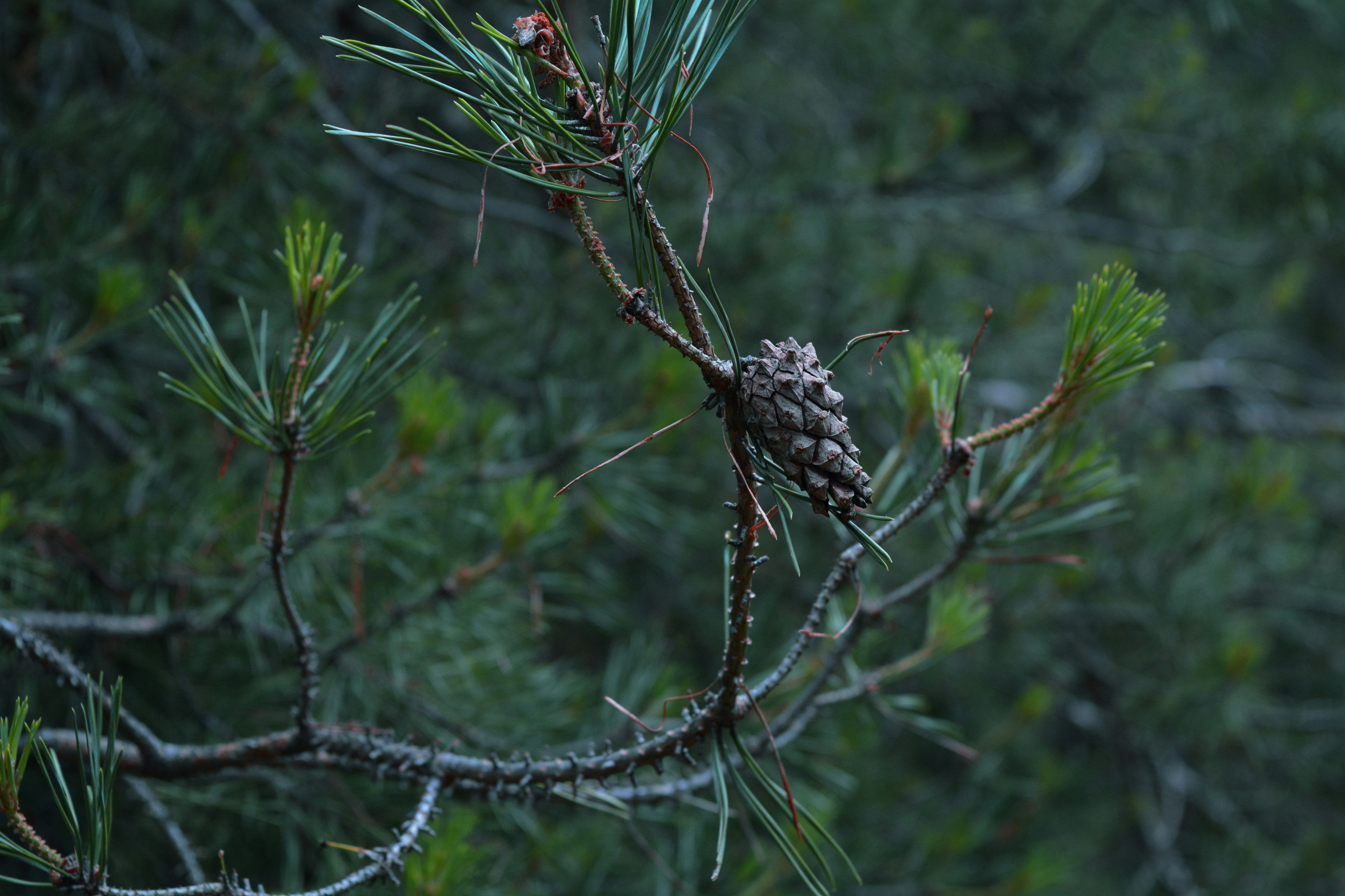 Un nido di uccelli su un albero
