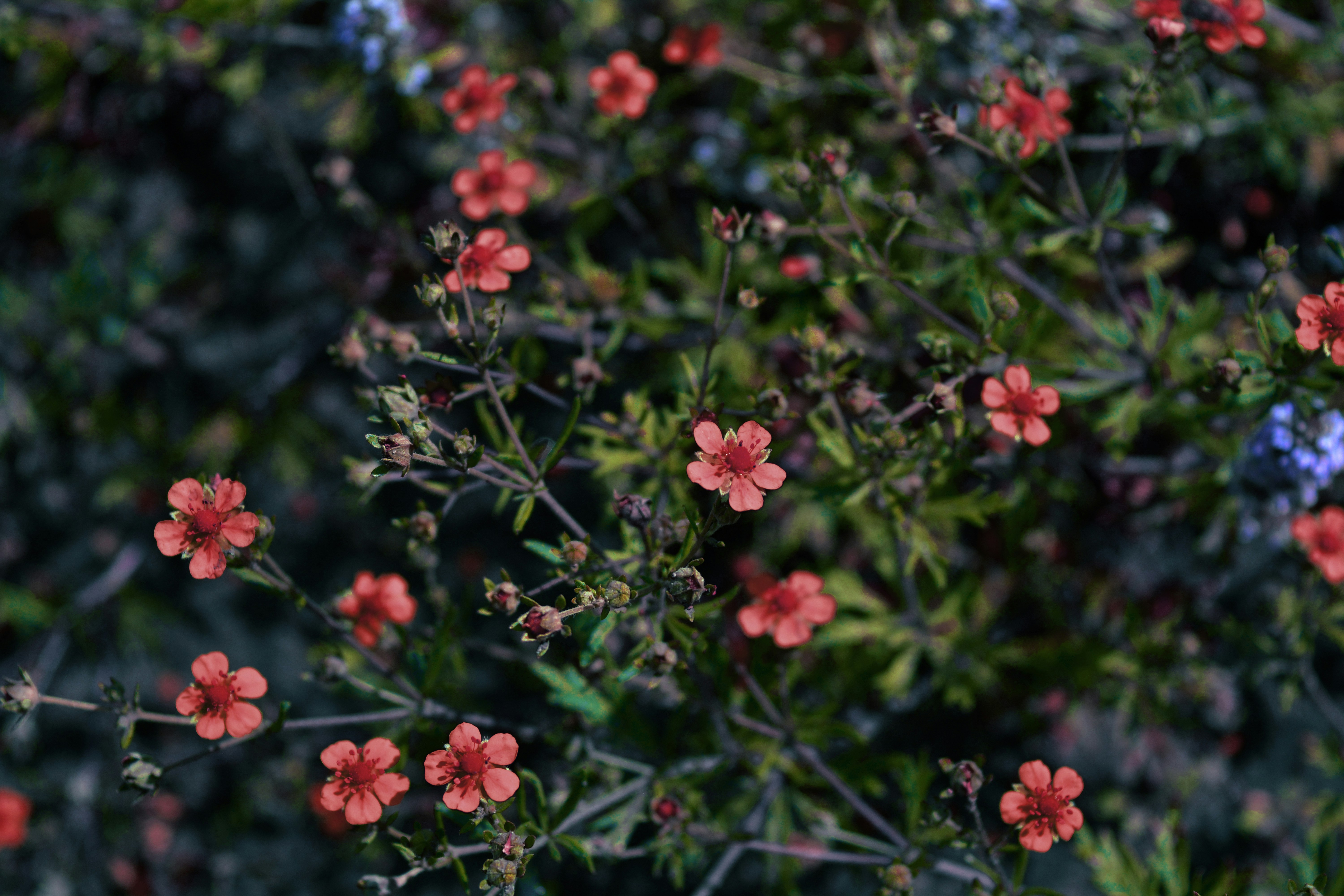 un cespuglio con fiori rossi