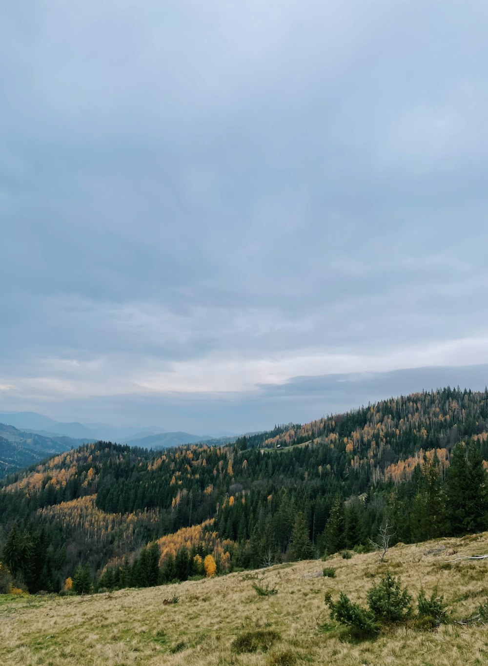 a landscape with trees and hills