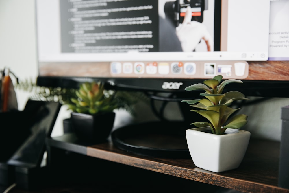 a group of potted plants on a table