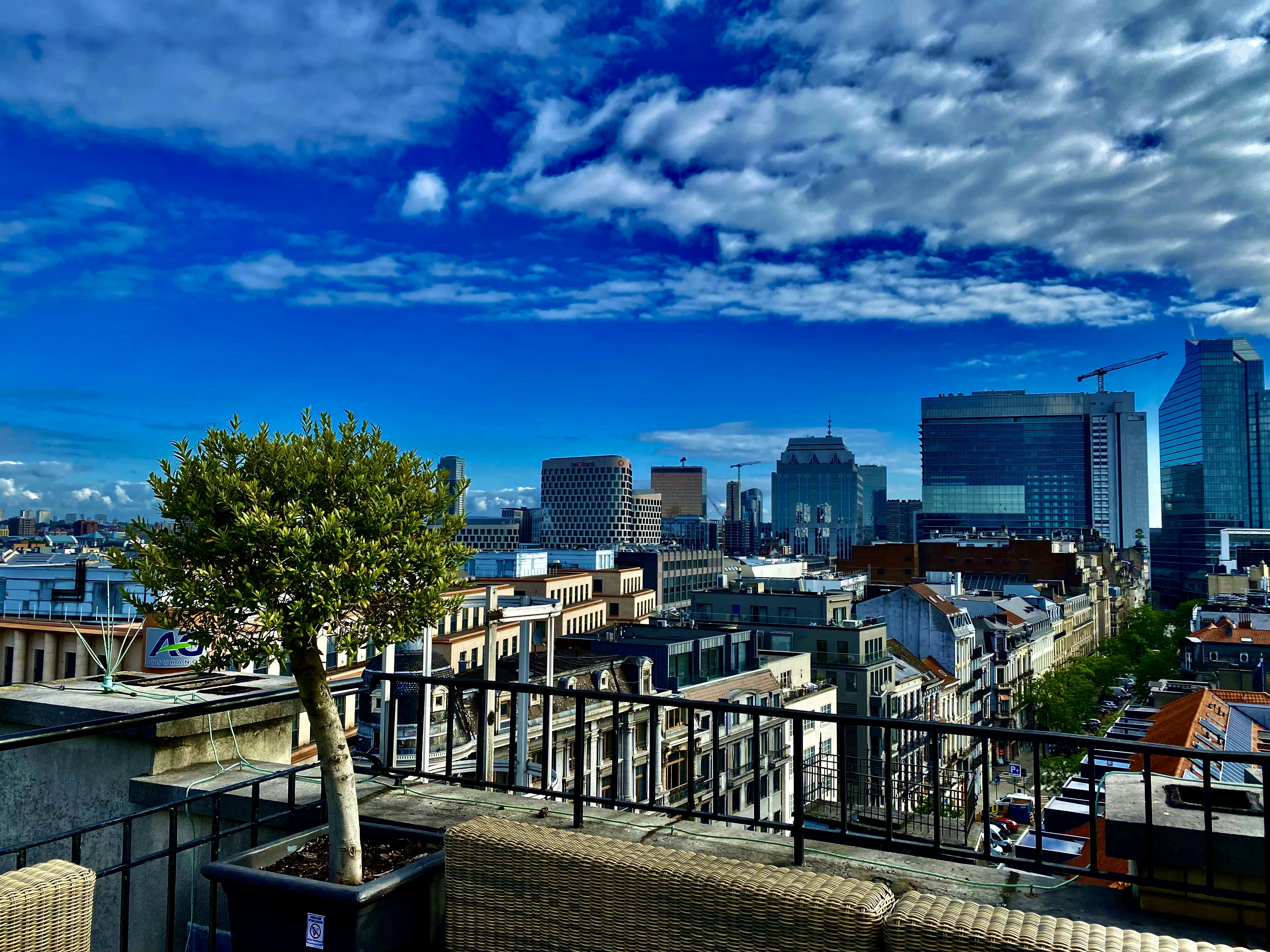 a city skyline with a tree