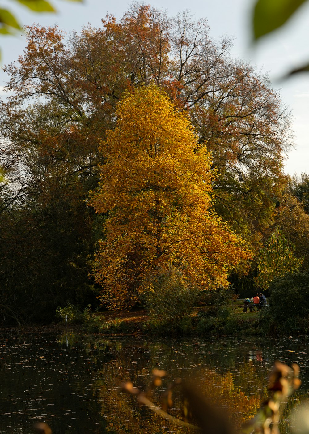 un arbre avec des feuilles jaunes à côté d’un plan d’eau
