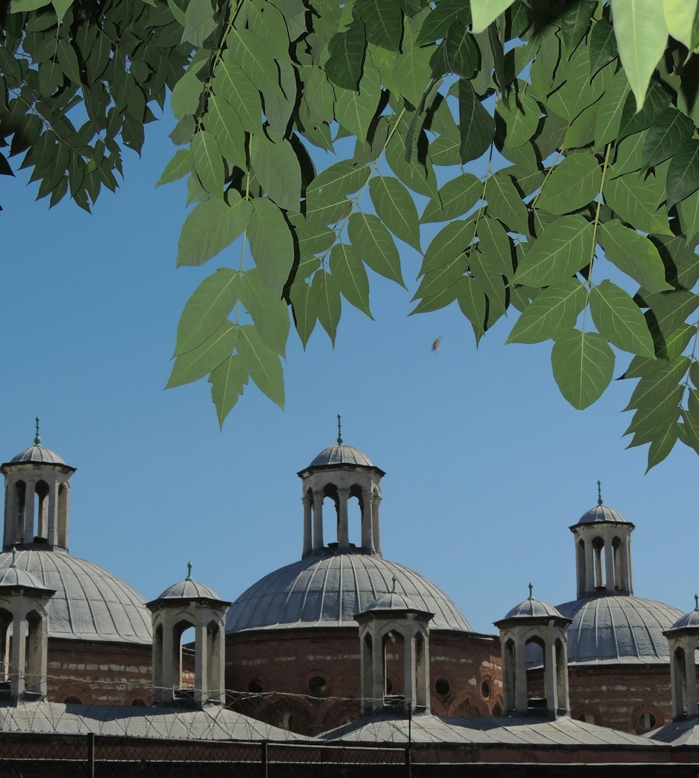 a tree with a building in the background