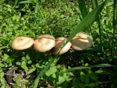 Rows of milky mushrooms thriving under natural light in a chemical-free cultivation area.