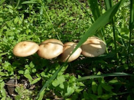 Rows of milky mushrooms thriving under natural light in a chemical-free cultivation area.