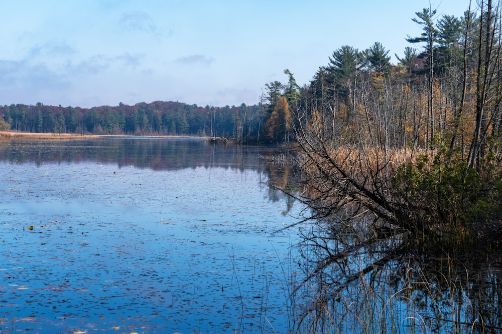 a lake surrounded by trees