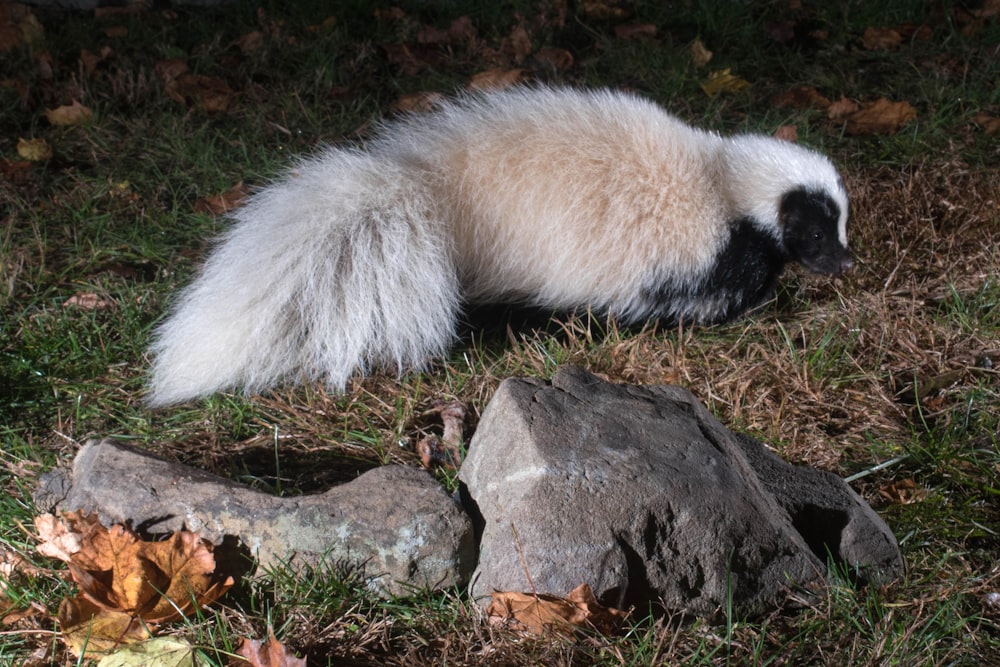 a furry animal lying on the ground