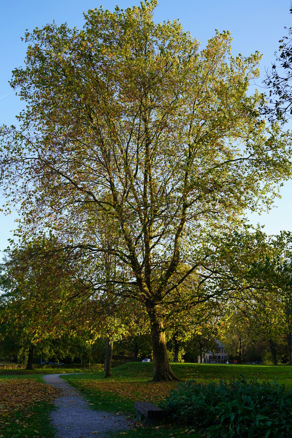 a tree with many leaves