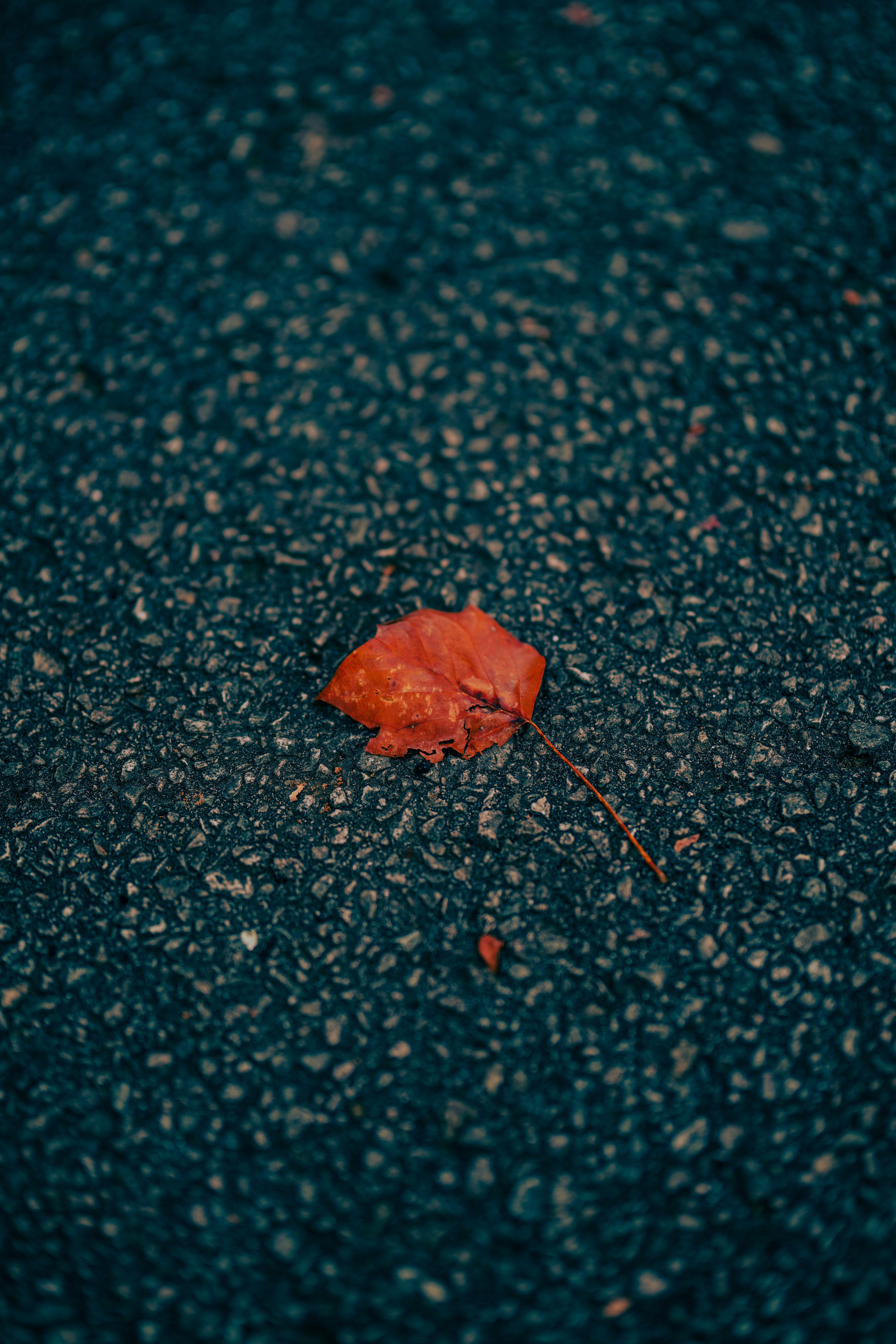 Photo by colemangloverphotography