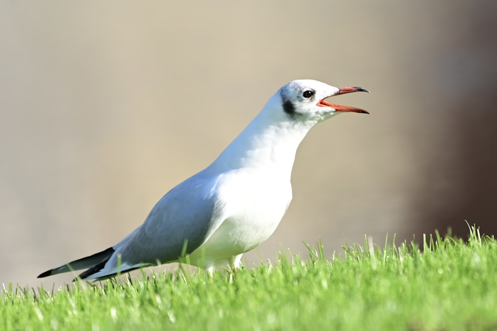 a bird standing in grass