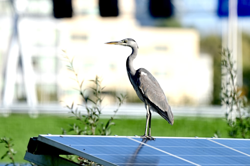 a bird standing on a trampoline