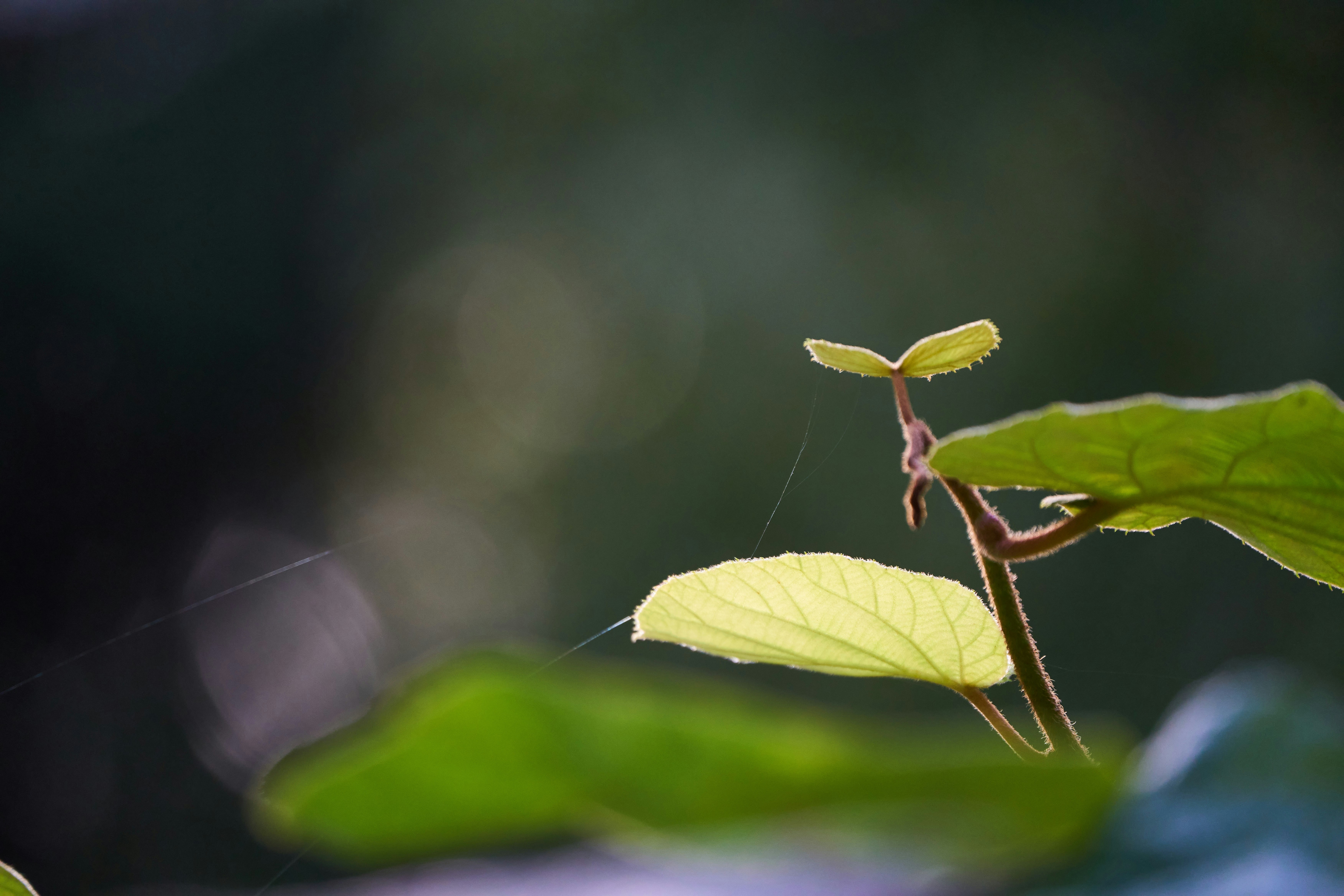 Photo by wolfgang_hasselmann