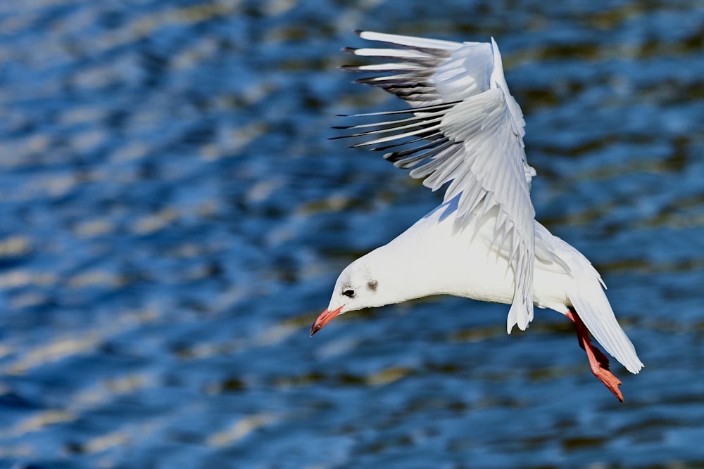 a seagull flying over water