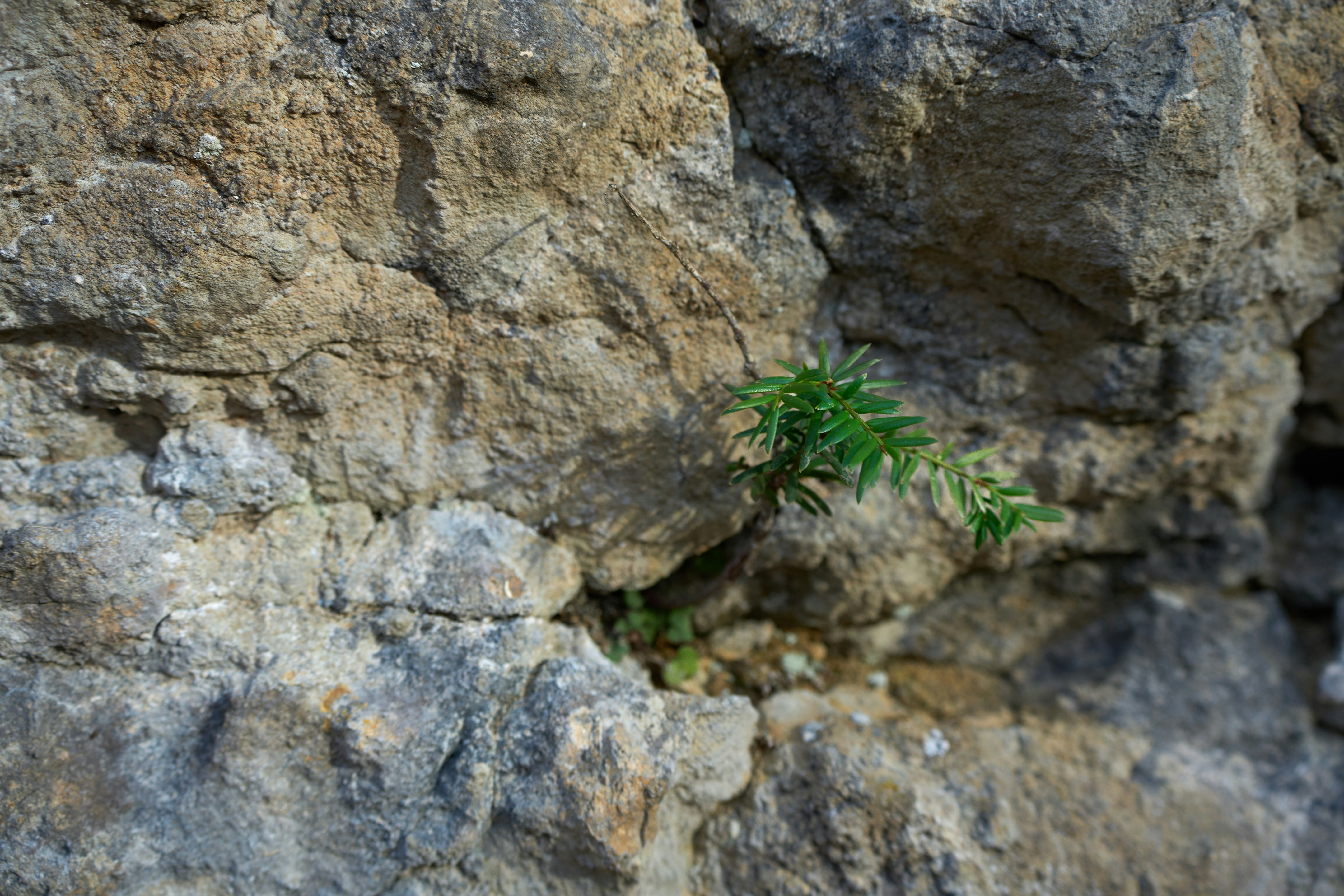 a small plant growing out of a rock