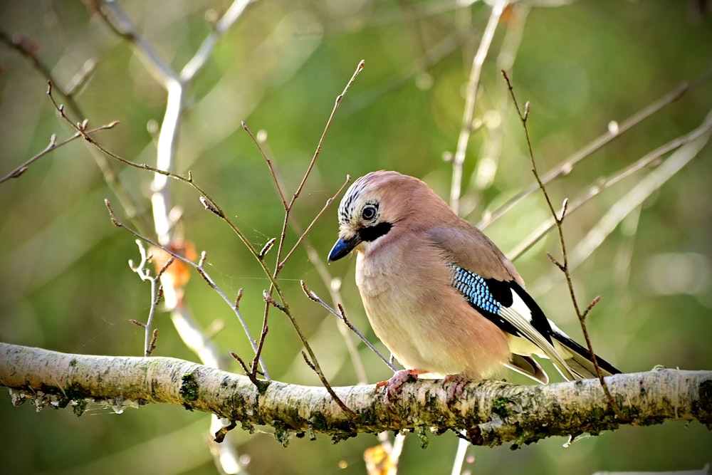 a bird on a branch