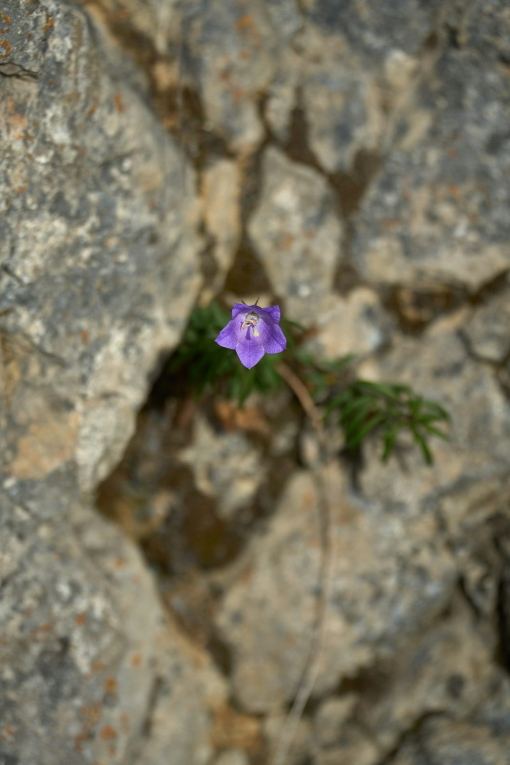 a purple flower growing out of a rock