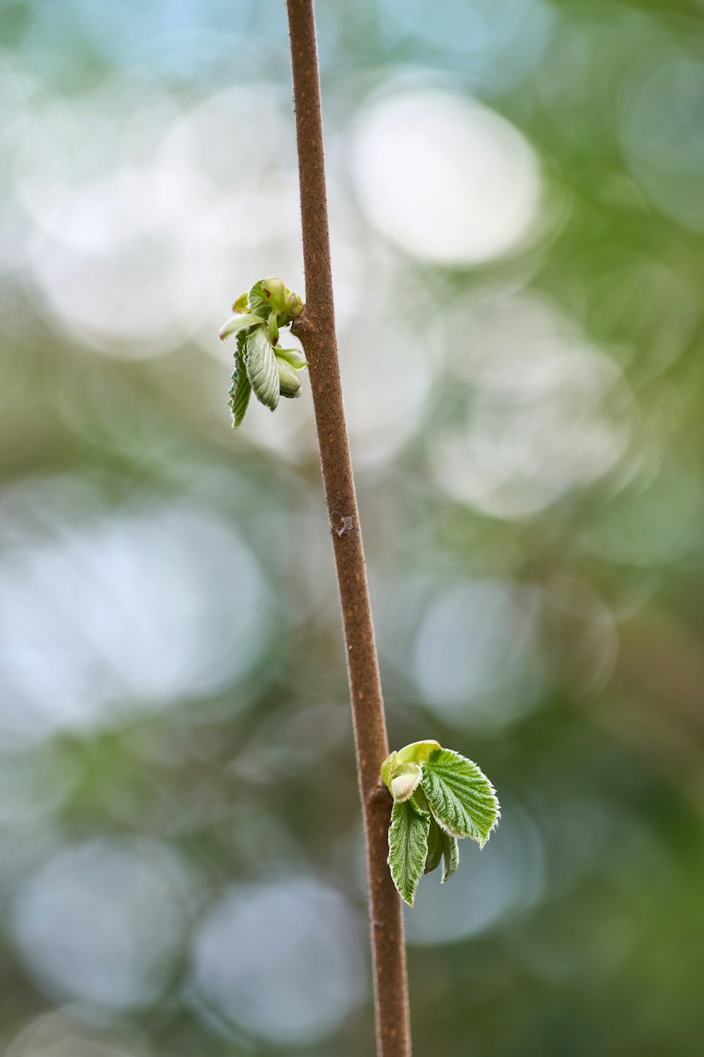 a close up of a plant