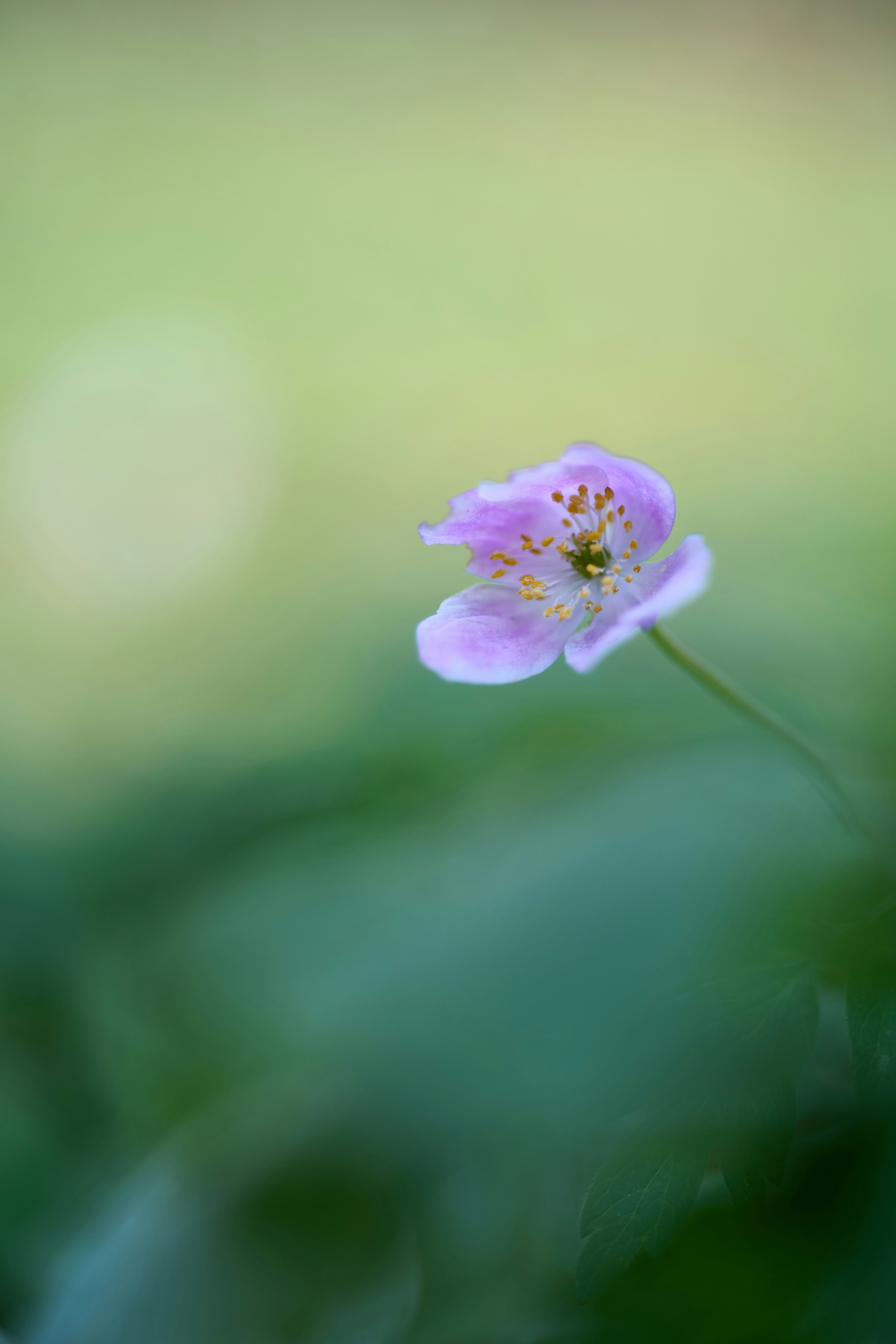 Photo by wolfgang_hasselmann