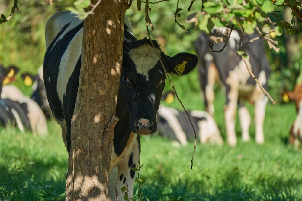 a cow with a yellow tag on its ear