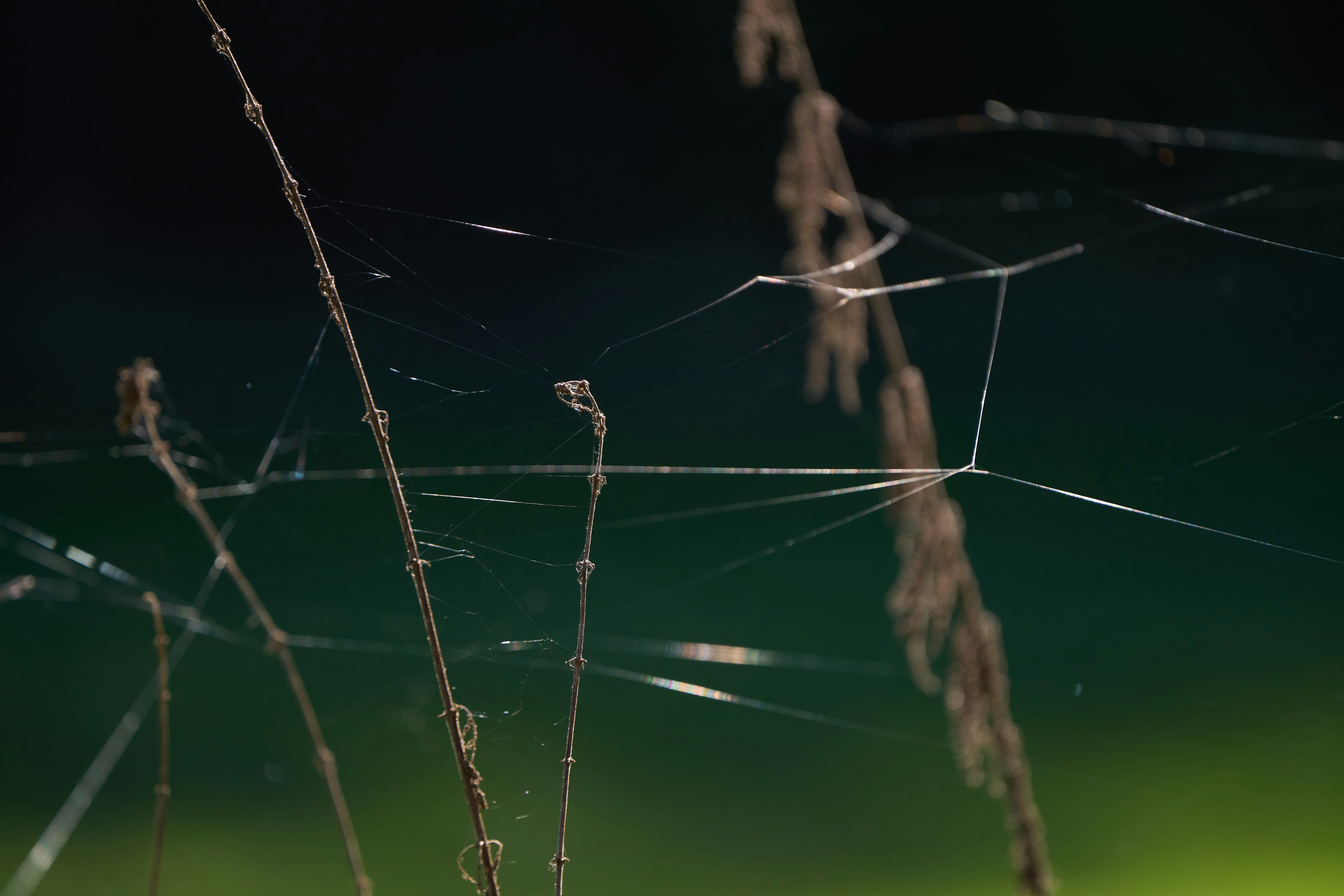 Photo by wolfgang_hasselmann