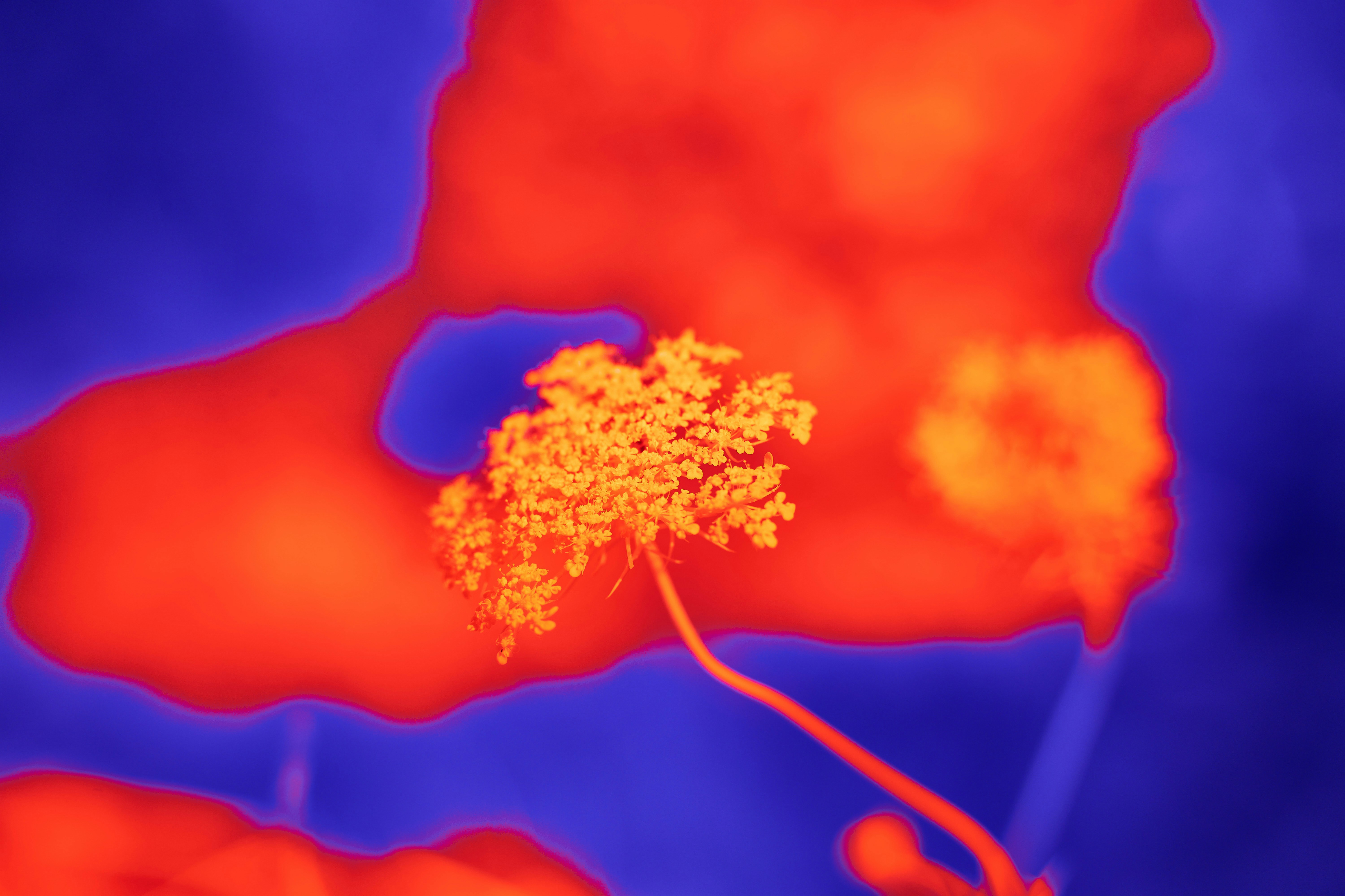 Photo by wolfgang_hasselmann