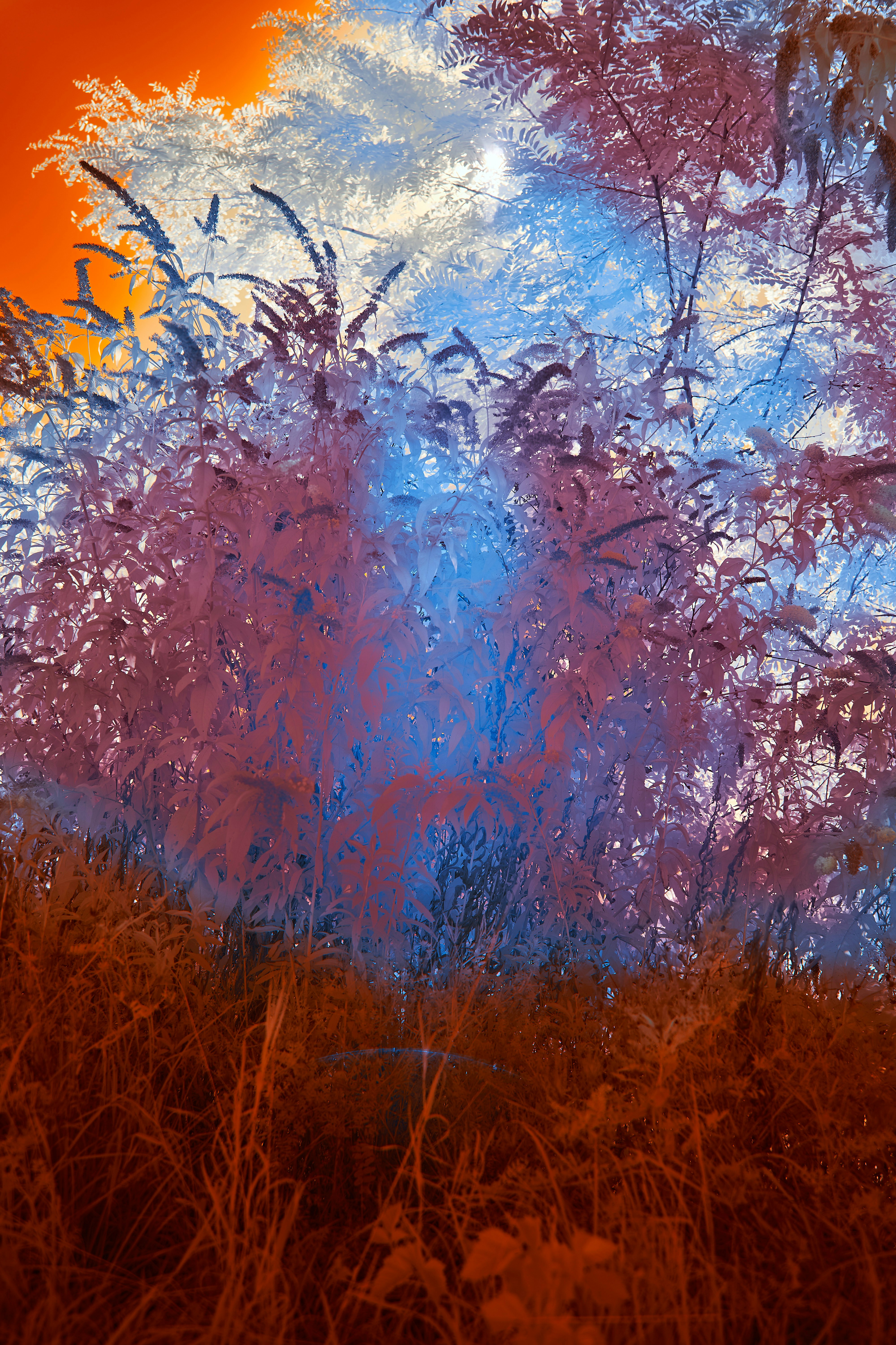 Photo by wolfgang_hasselmann