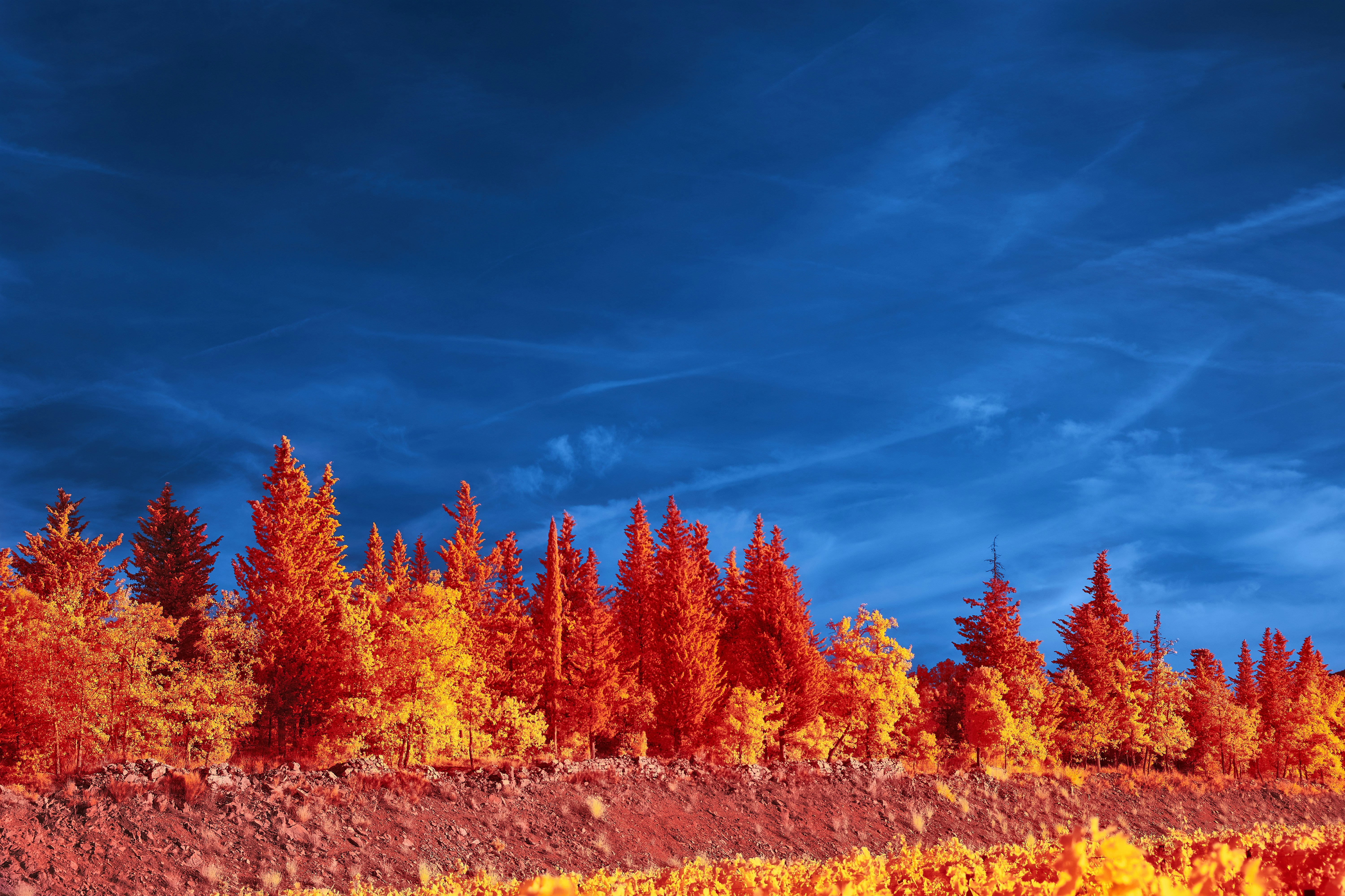 Photo by wolfgang_hasselmann