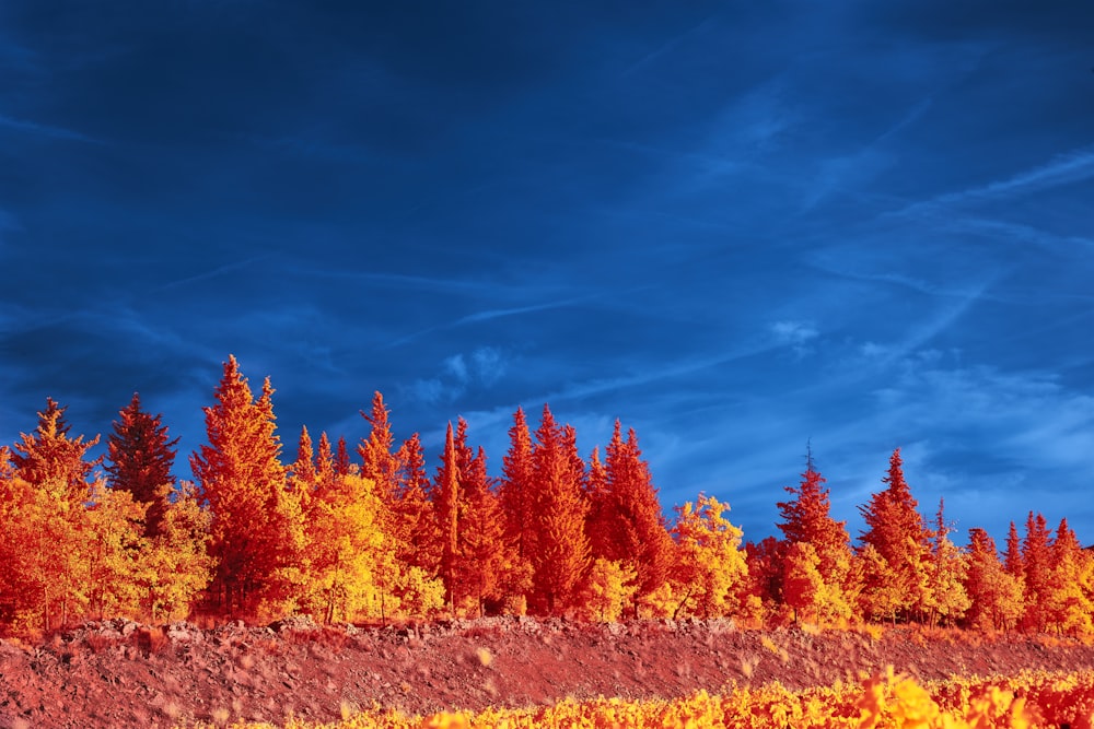 a group of trees with orange and yellow leaves