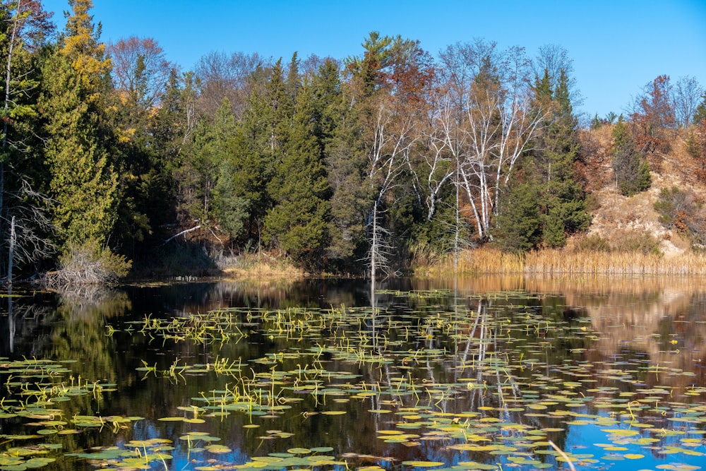 a pond with trees around it