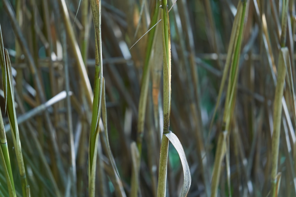 close-up of a field of wheat