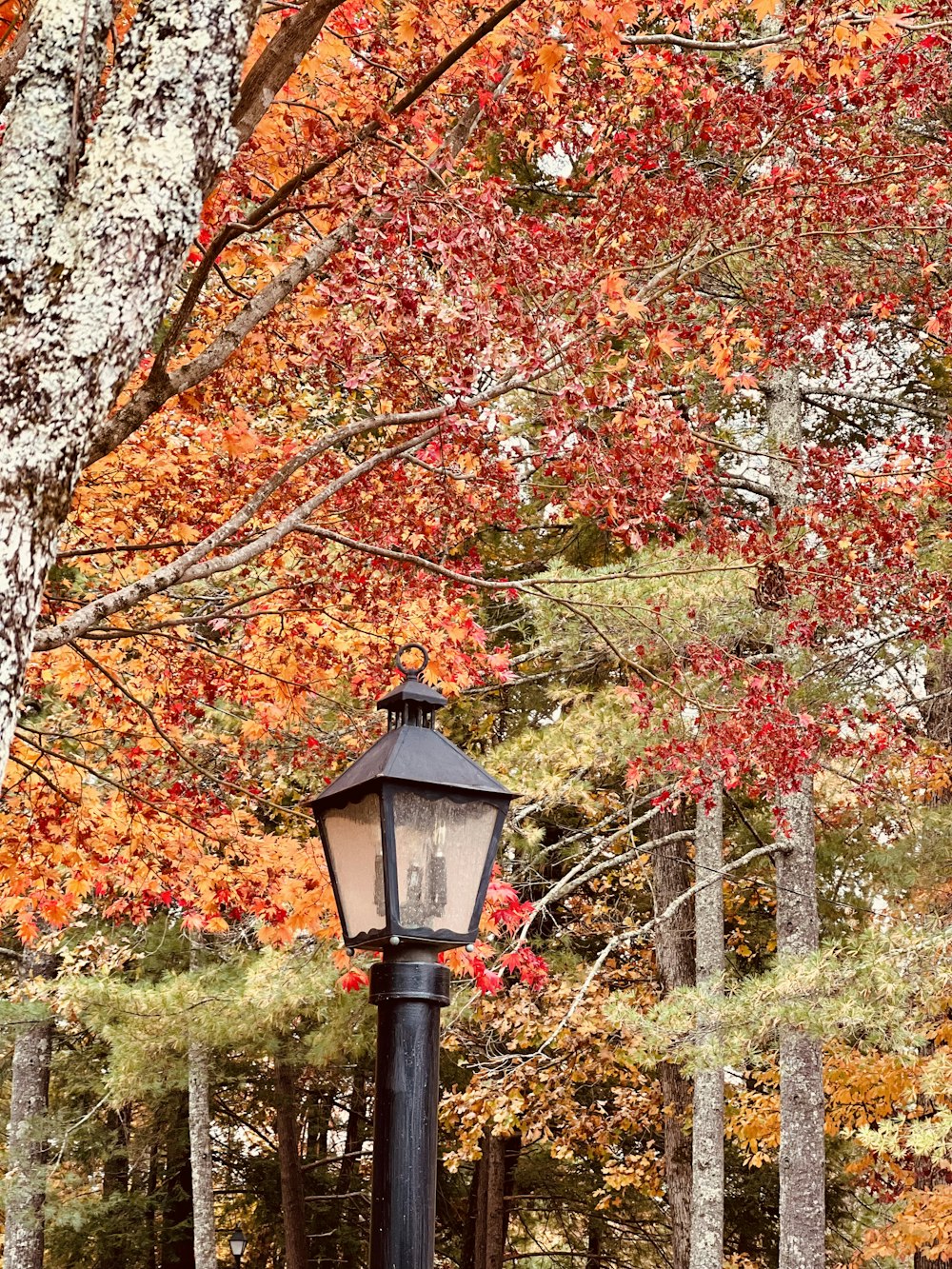 a lamp post with trees in the back