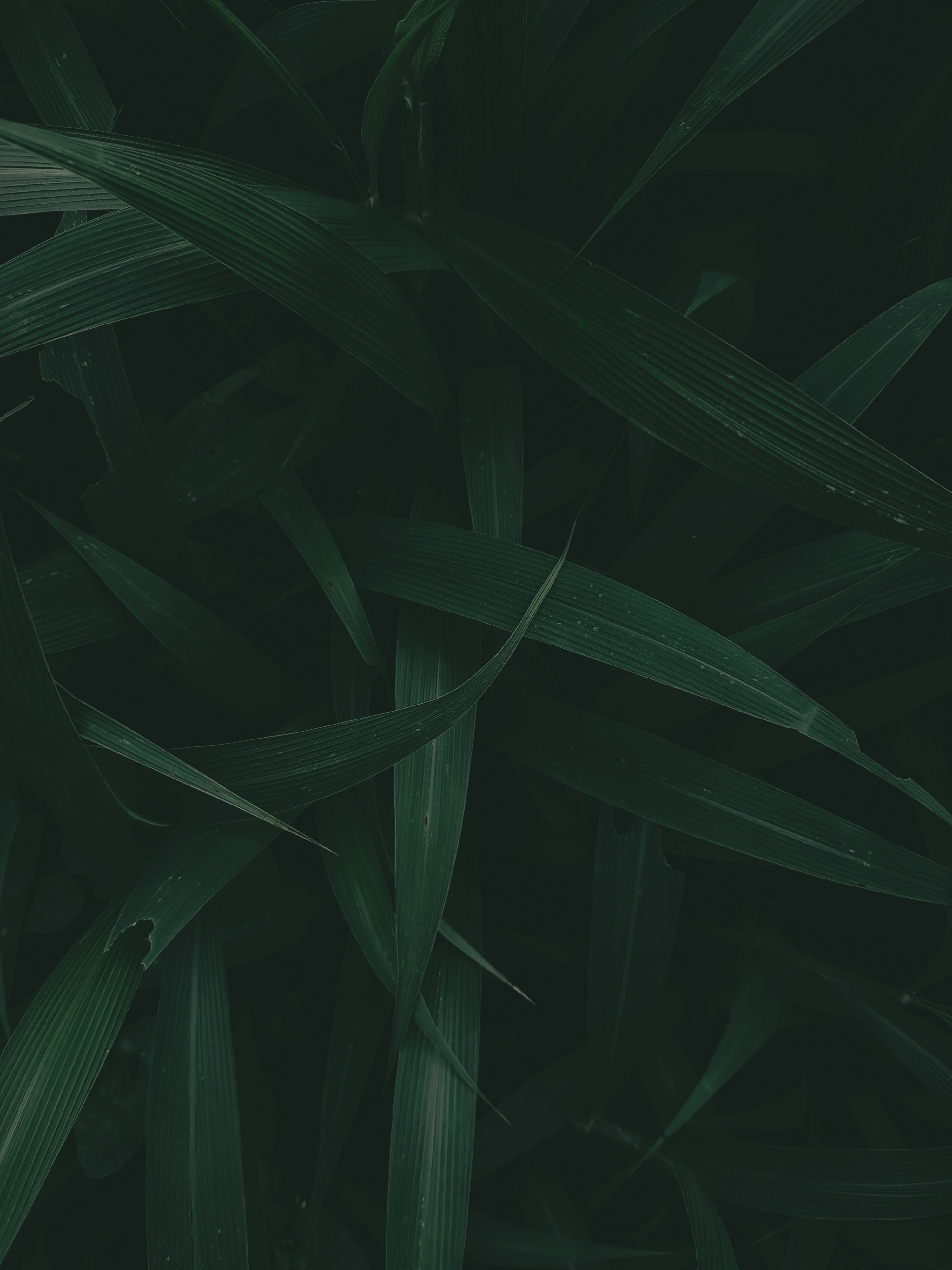 Photo by krishnan_unni