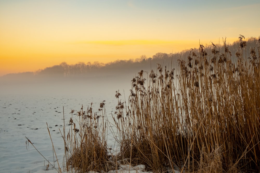 a field of tall grass with a body of water in the background