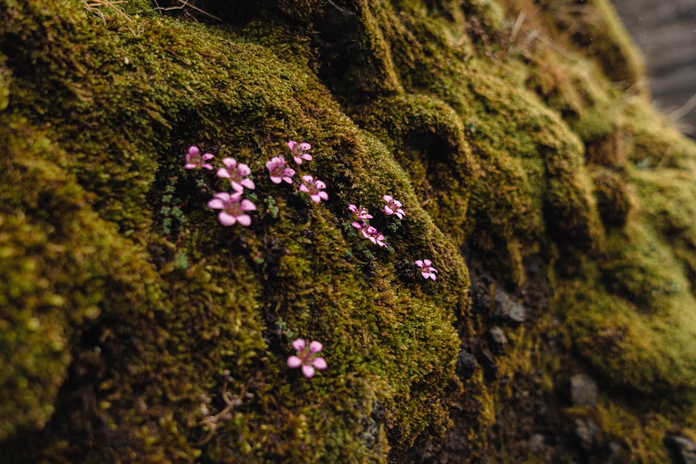 a group of flowers growing on a tree